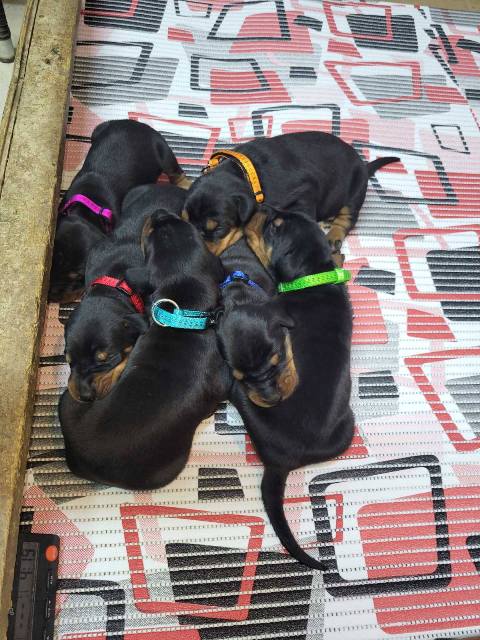 Doberman štenci